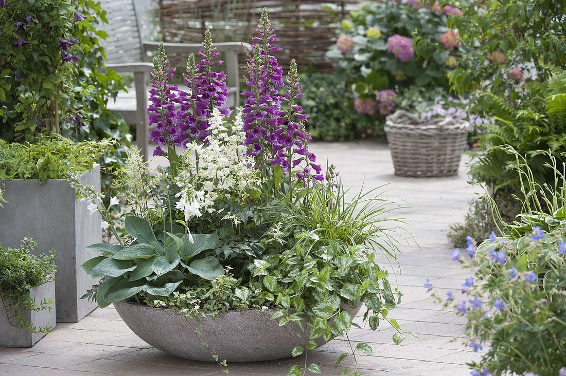 Bowl with perennials for the shade: Digitalis purpurea (Foxglove), Astilb