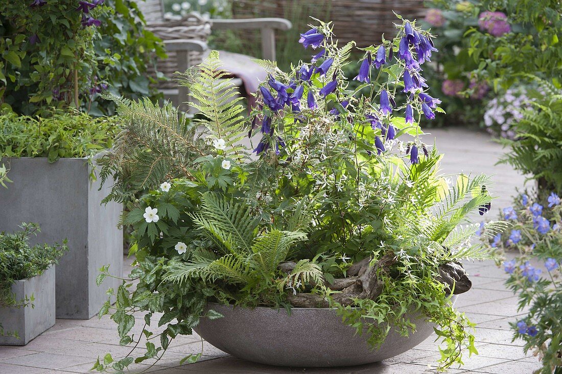 Bowl with forest flair: Gillenia trifoliata (three-leaved spirea), Polystichum