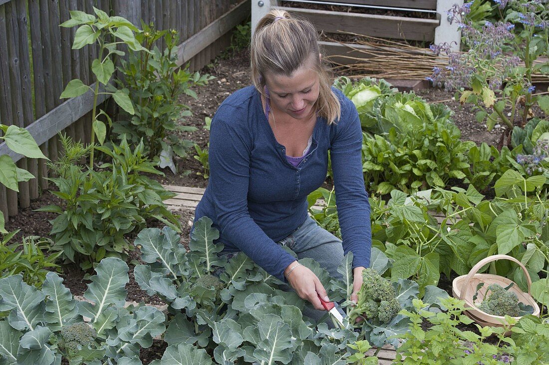 Ernte von Brokkoli (Brassica oleracea var. italica)