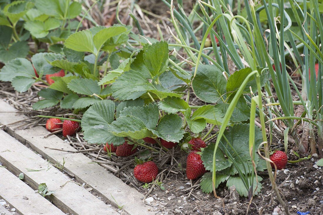 Planting mixed culture bed with strawberries and onions