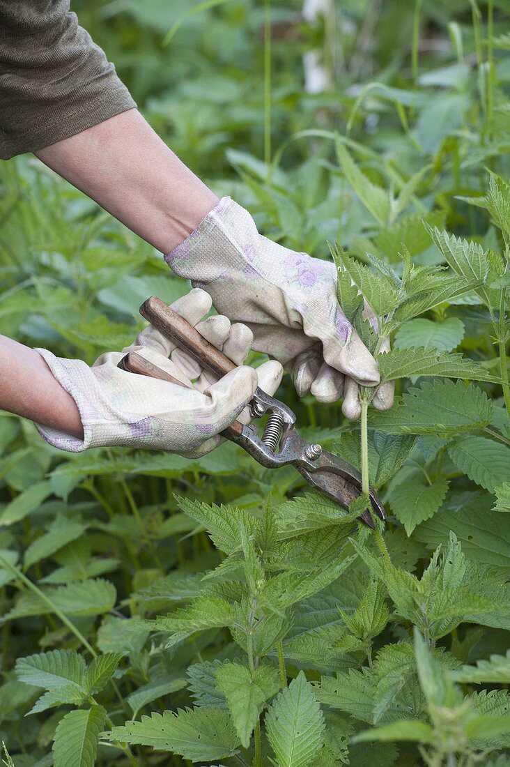 Young harvesting nettles (Urtica dioica) with gloves on
