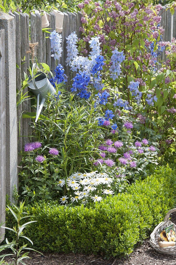 Bed with Deutzia 'Strawberry Fields' (Deutzia), Monarda fistulosa