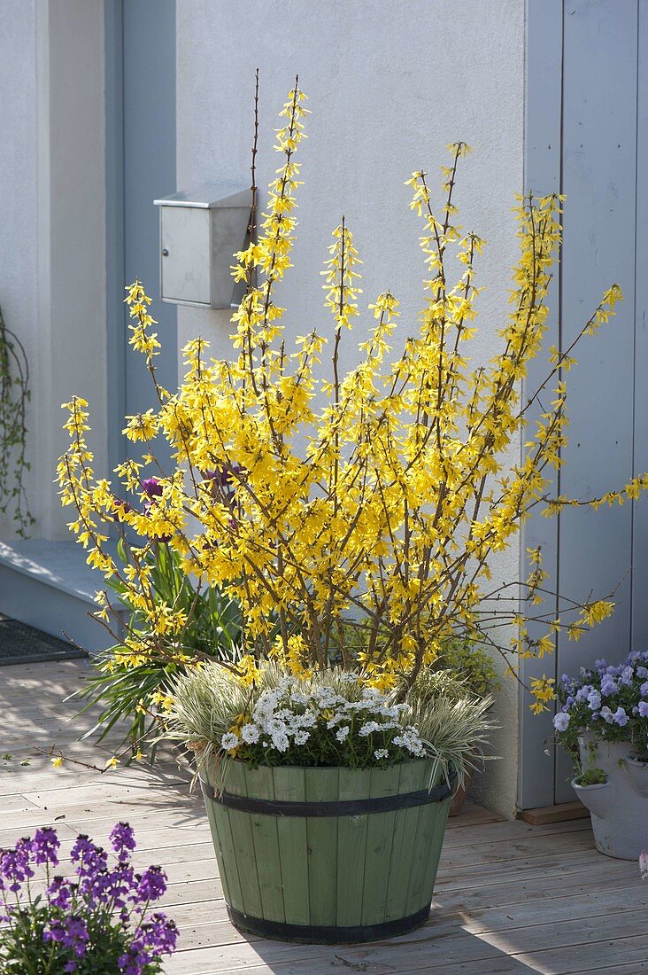 Forsythia 'Lynwood Gold' (Goldilocks) underplanted with Iberis