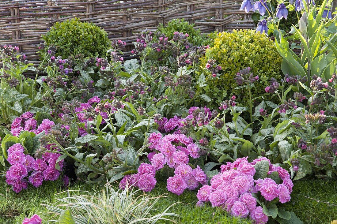 Spring border with pink flowers