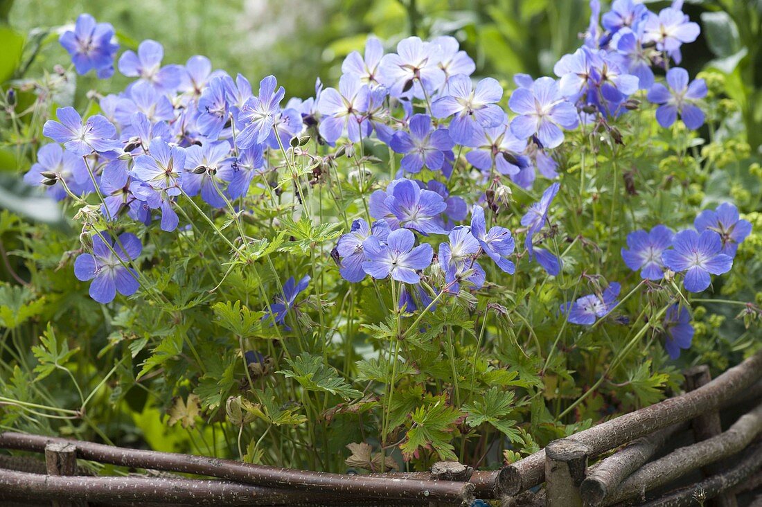 Geranium himalayense 'Gravetye'-Himalayan cranesbill