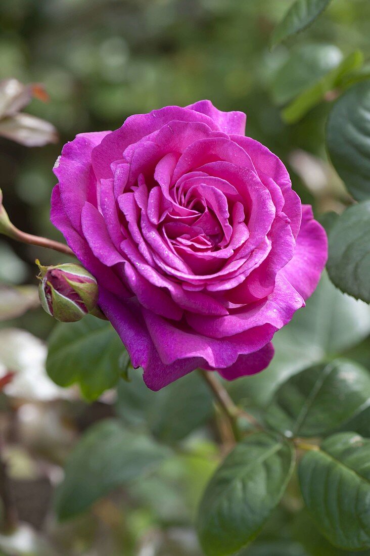 Rosa 'Big Purple' (noble rose), repeat flowering, strong fragrance