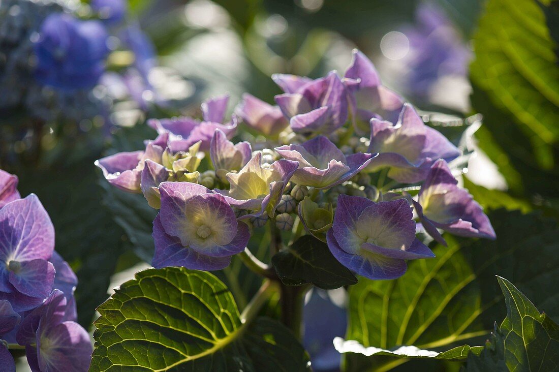 Hydrangea macrophylla (Hortensie)