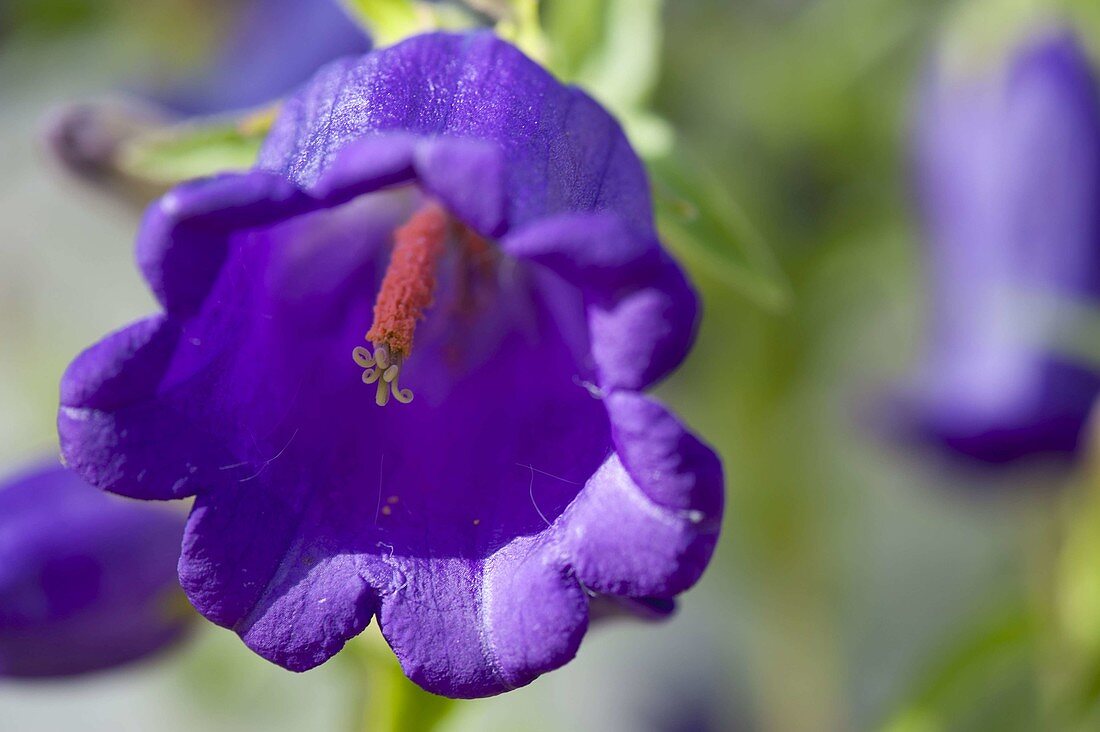 Campanula medium (Lady's bellflower)