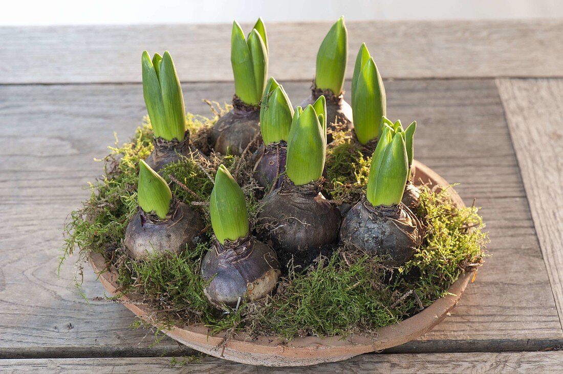 Sprouting Hyacinthus (Hyacinths) on clay tray with moss