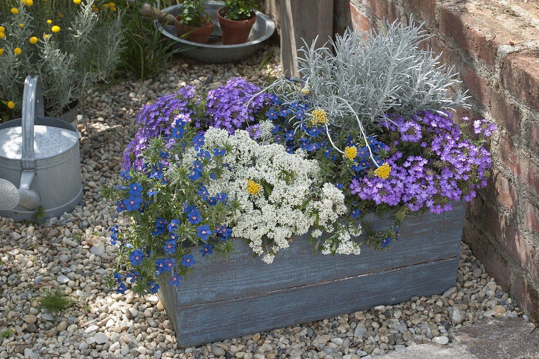 Blue wooden box with Anagallis monelli 'Angie Blue' (pimpernel)