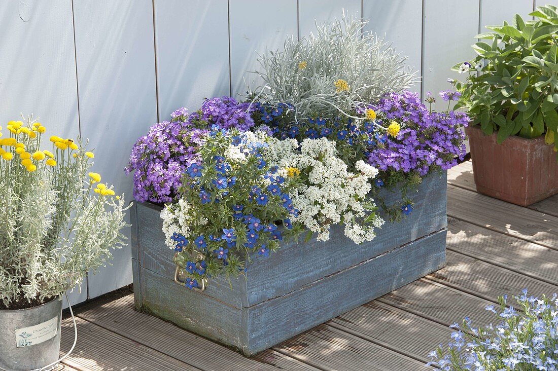 Blue wooden box with Anagallis monelli 'Angie Blue' (Gauchheil)