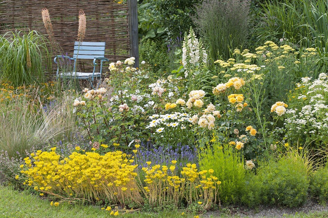 White-yellow bed with roses and perennials