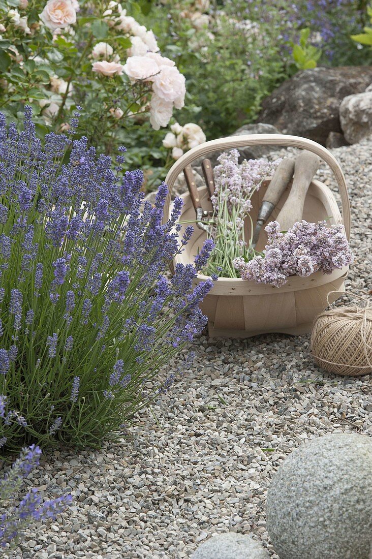 Korb mit frisch geschnittenem Lavendel (Lavandula) am Beet