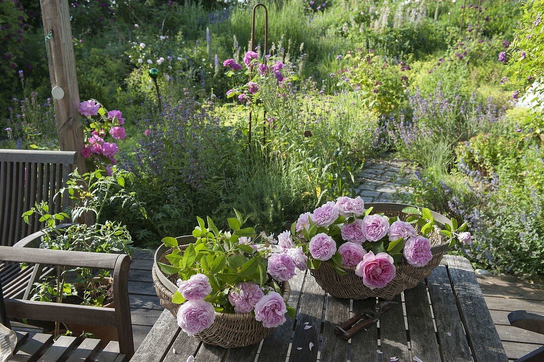 Baskets of freshly cut Rosa 'Sir Walter Raleigh' (English rose)