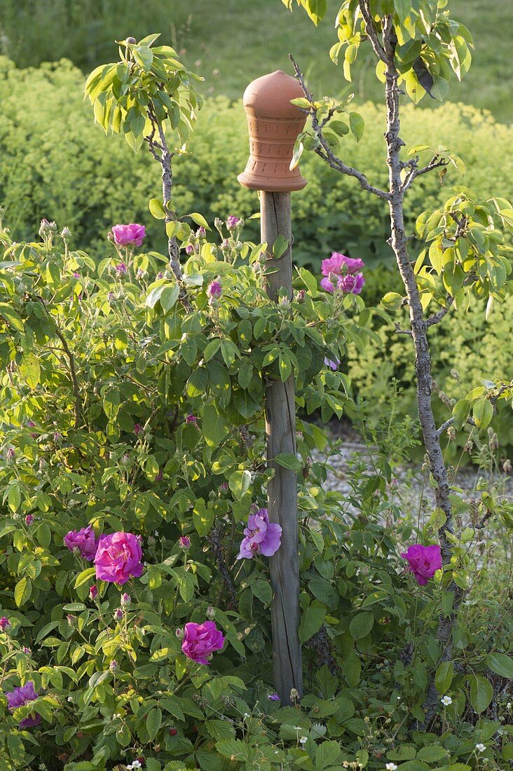 Rosa gallica officinalis (Apothecary's rose), historic, single flowering, fragrant