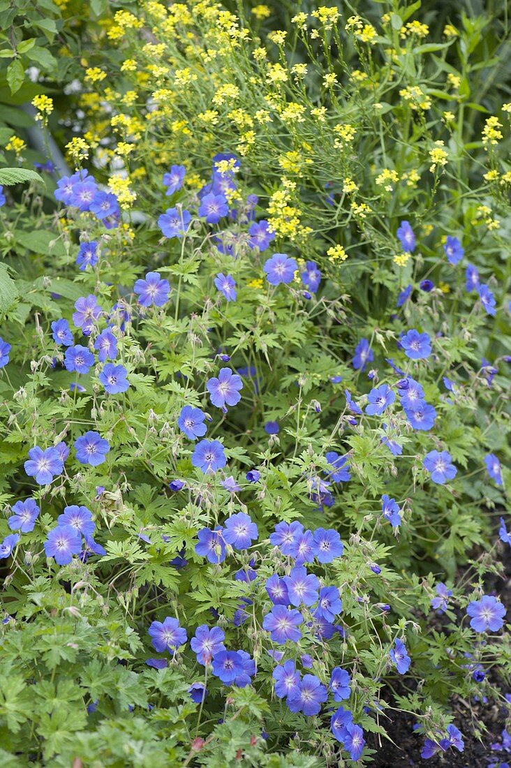 Geranium himalayense 'Gravetye' - Himalaya-Storchschnabel