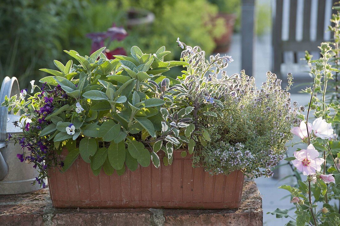 Box planted with herbs and edible flowers