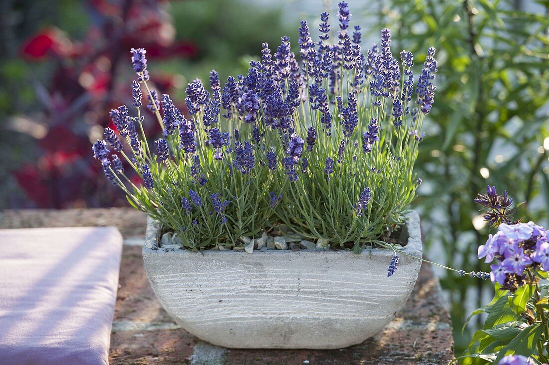 Lavandula 'Hidcote Blue' (lavender) in grey bowl on garden wall