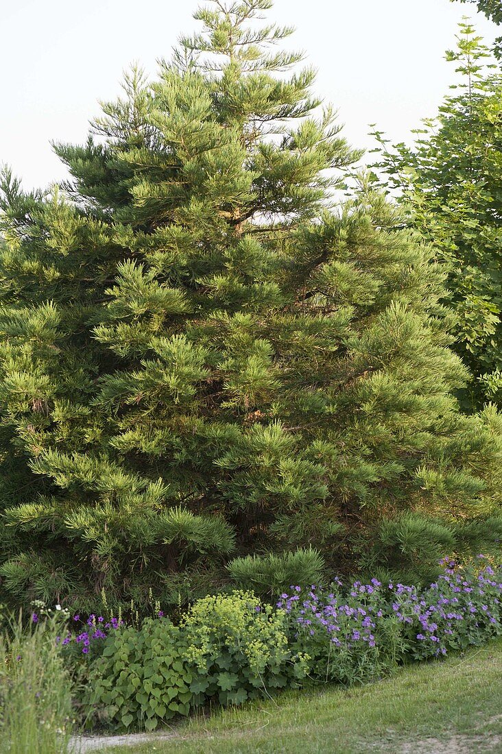 Metasequoia glyptostroboides (Ancient sequoia, Chinese redwood)