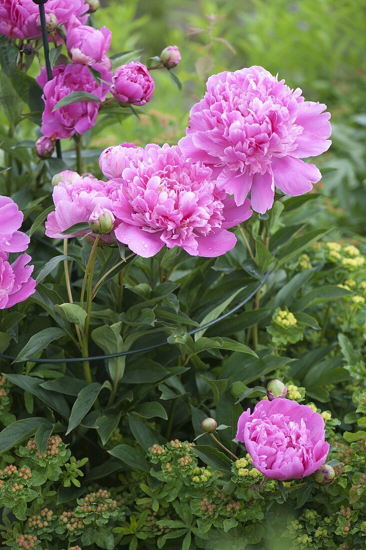 Paeonia officinalis 'Rosea Plena' (Pfingstrosen)