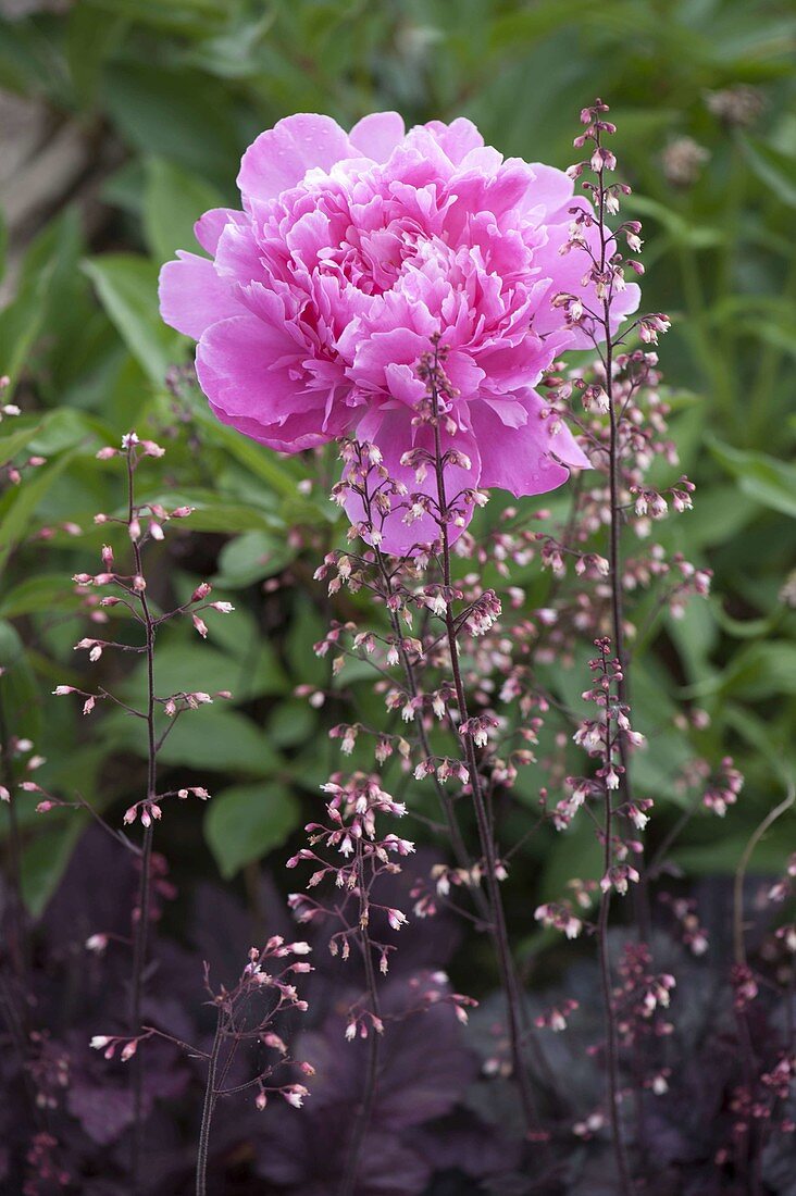 Paeonia officinalis 'Rosea Plena' (peony) with Heuchera (purple bellflower)