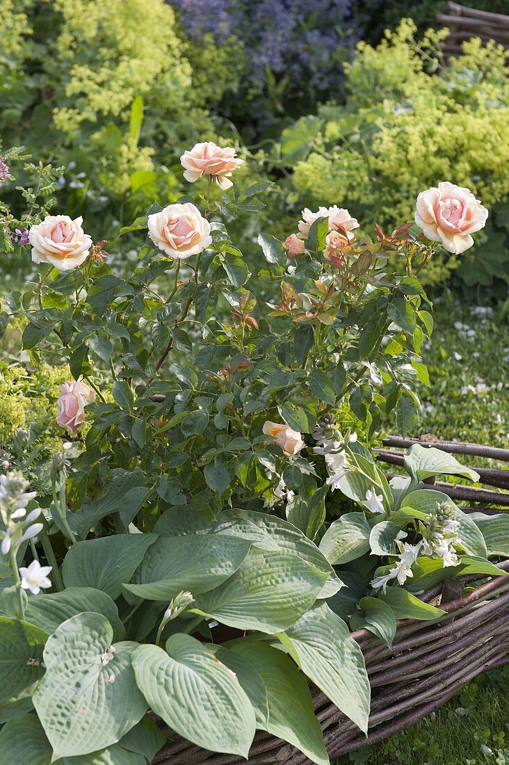 Rosa 'Lady of Shalott' (Englische Rose) von David Austin, öfterblühend