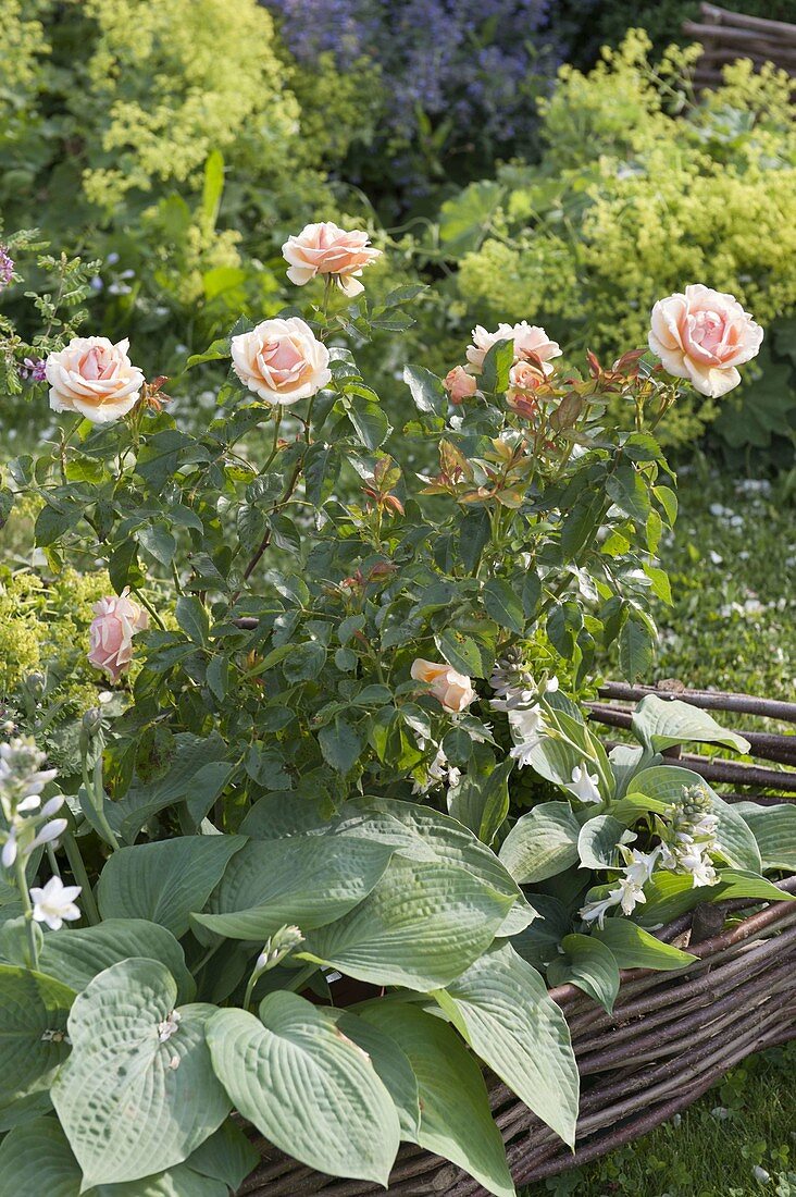 Rosa 'Lady of Shalott' (English rose) by David Austin, repeat flowering