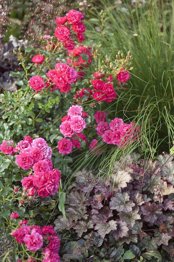 Rosa 'Heidetraum' (Ground cover rose), Heuchera (Purple bellflower)