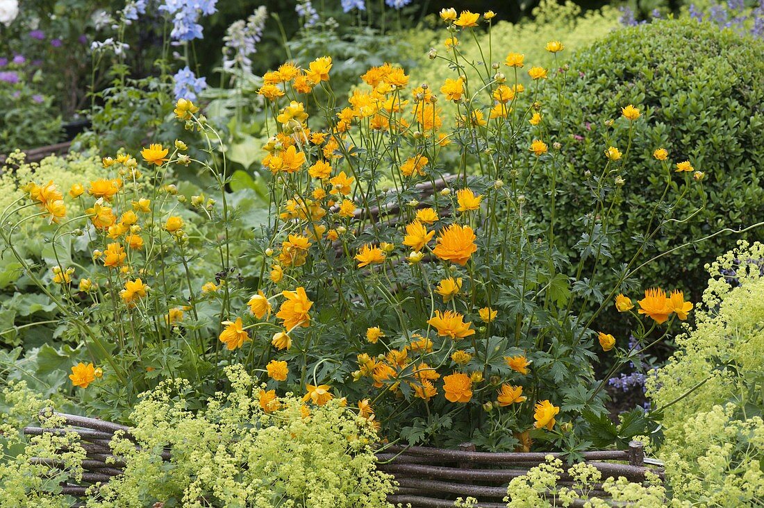 Trollius chinensis 'Golden Queen' (troll flowers), Buxus (boxwood) and Alchemill