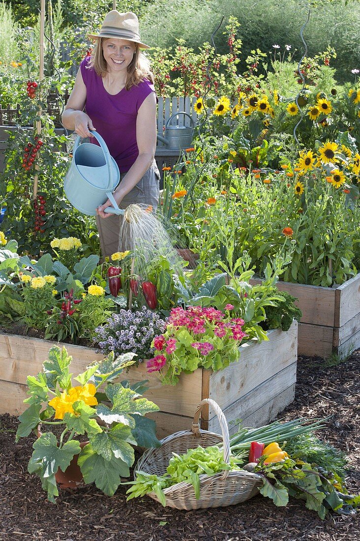 Farm garden in self-made raised beds of boards