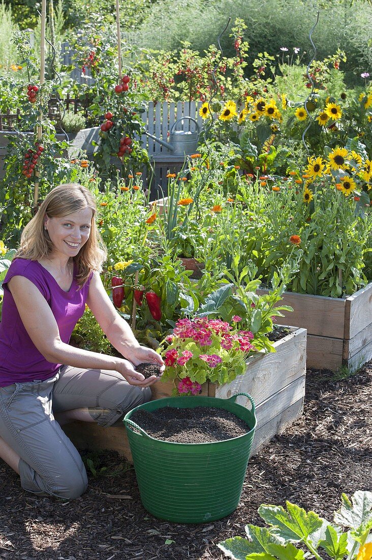 Farm garden in self-made raised beds of boards