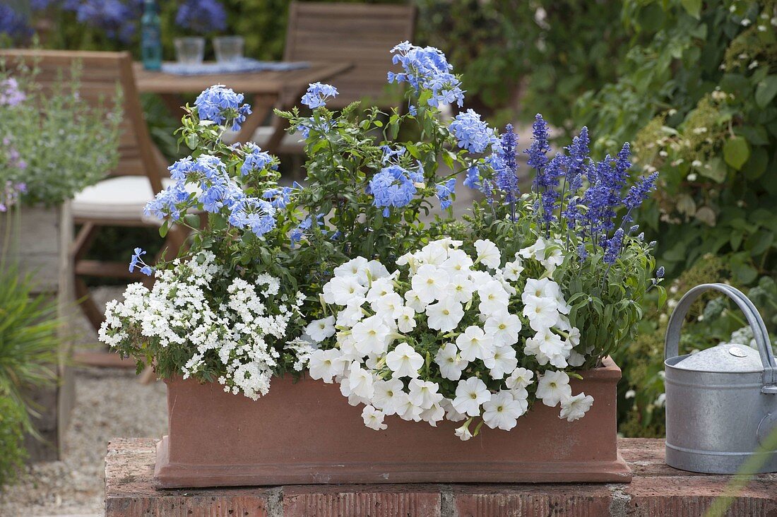 Terracotta box planted in blue and white: Verbena Estrella 'White' (verbena)