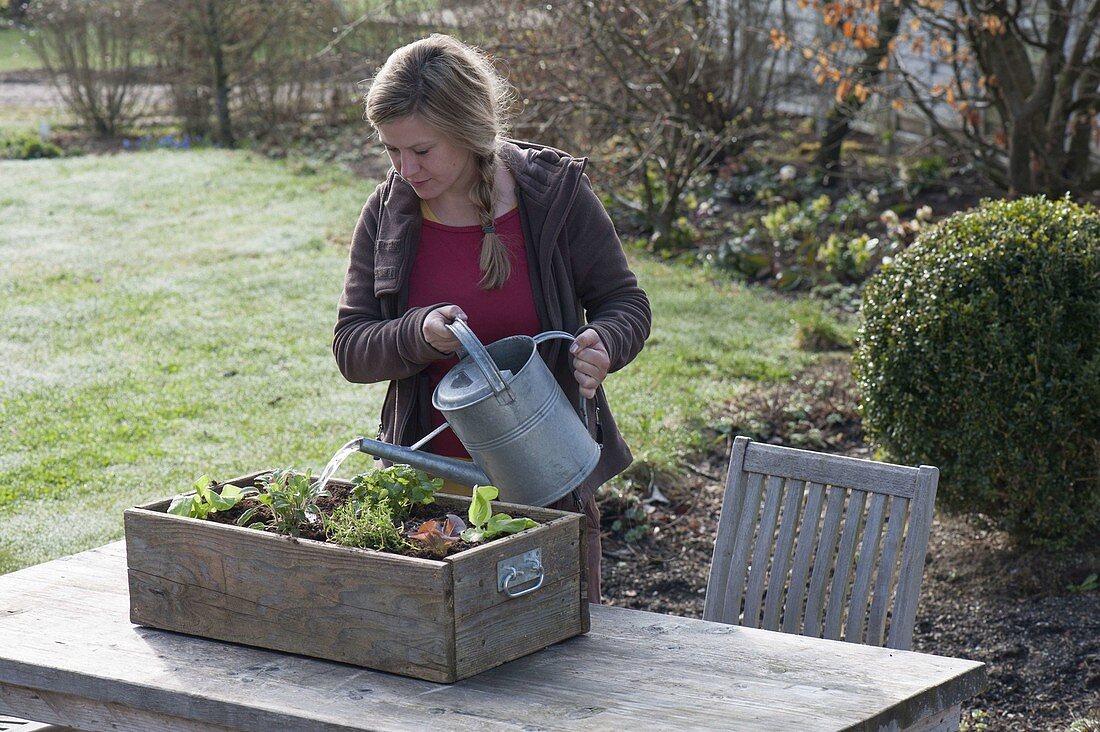 Plant wooden box with herbs and salads