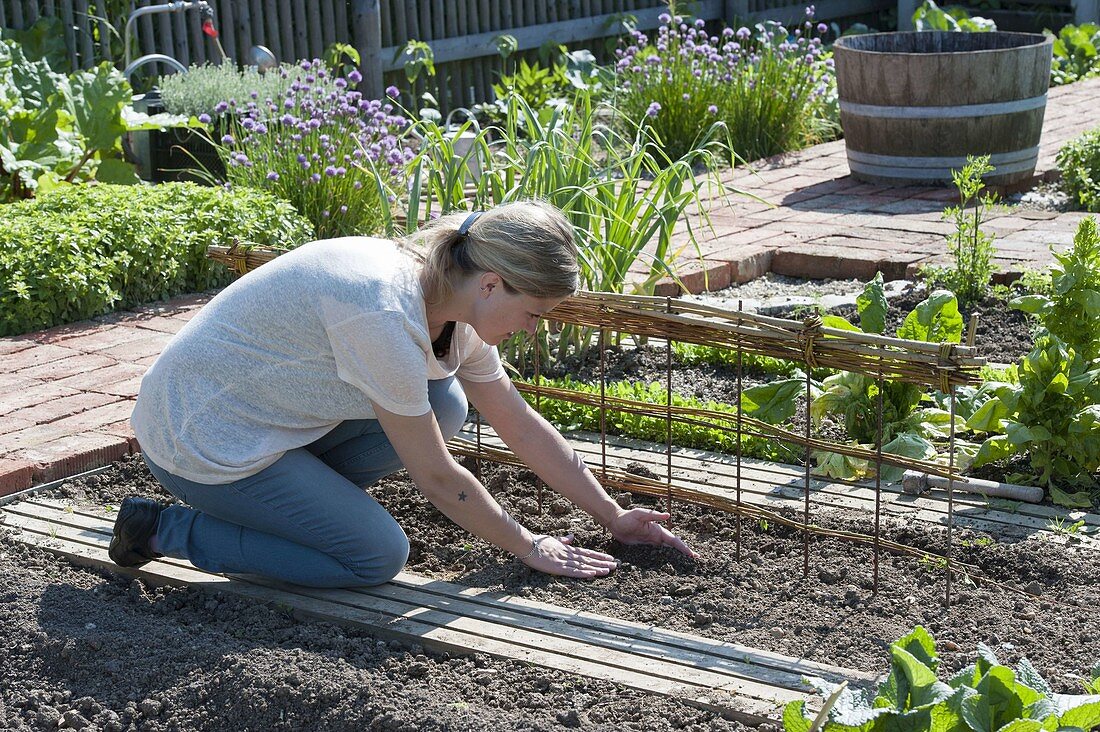 Growing sugar pea 'ambrosia' in the organic garden