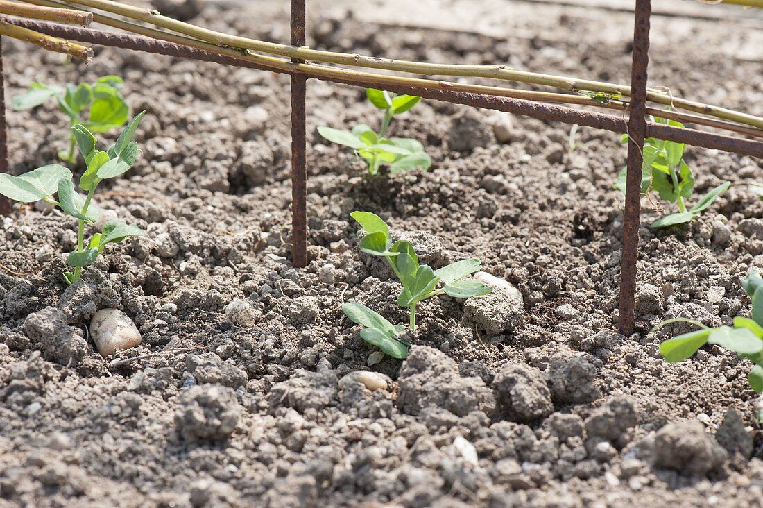 Growing sugar pea 'Ambrosia' in an organic garden