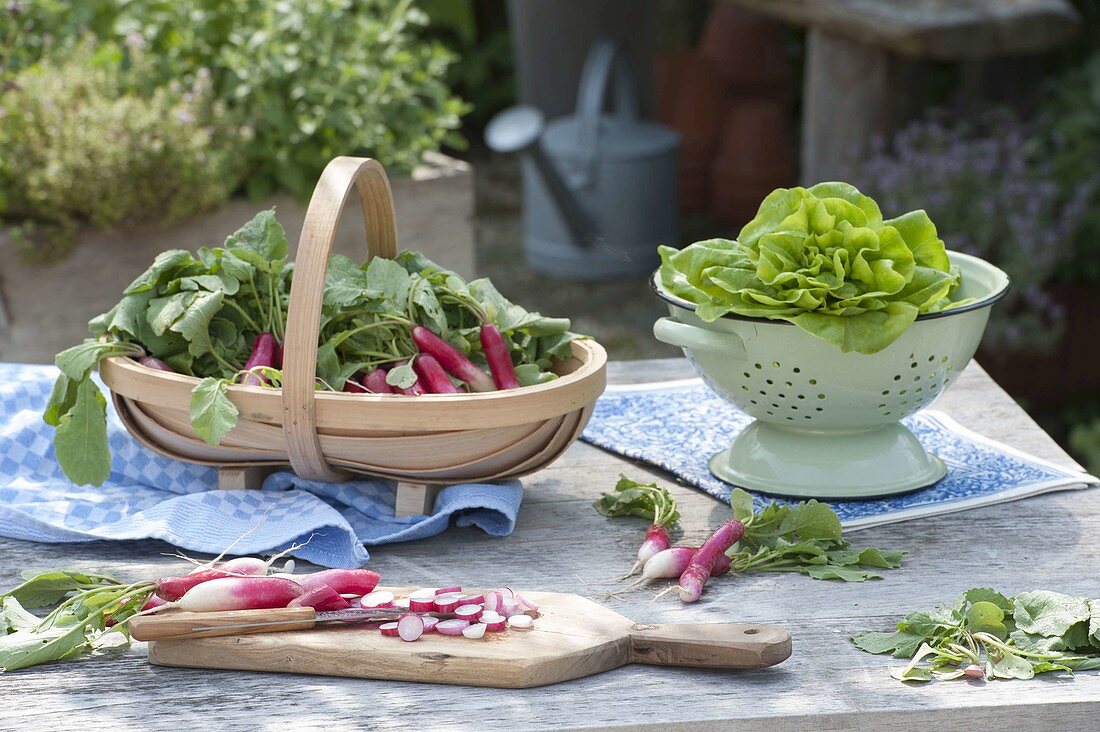 Basket with freshly harvested radishes (Raphanus) and lettuce (Lactuca)