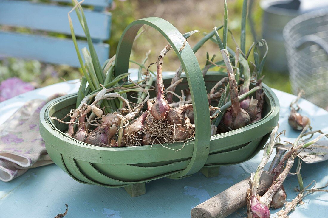 Frisch geerntete Schalotten (Allium ascalonicum) im grünen Korb