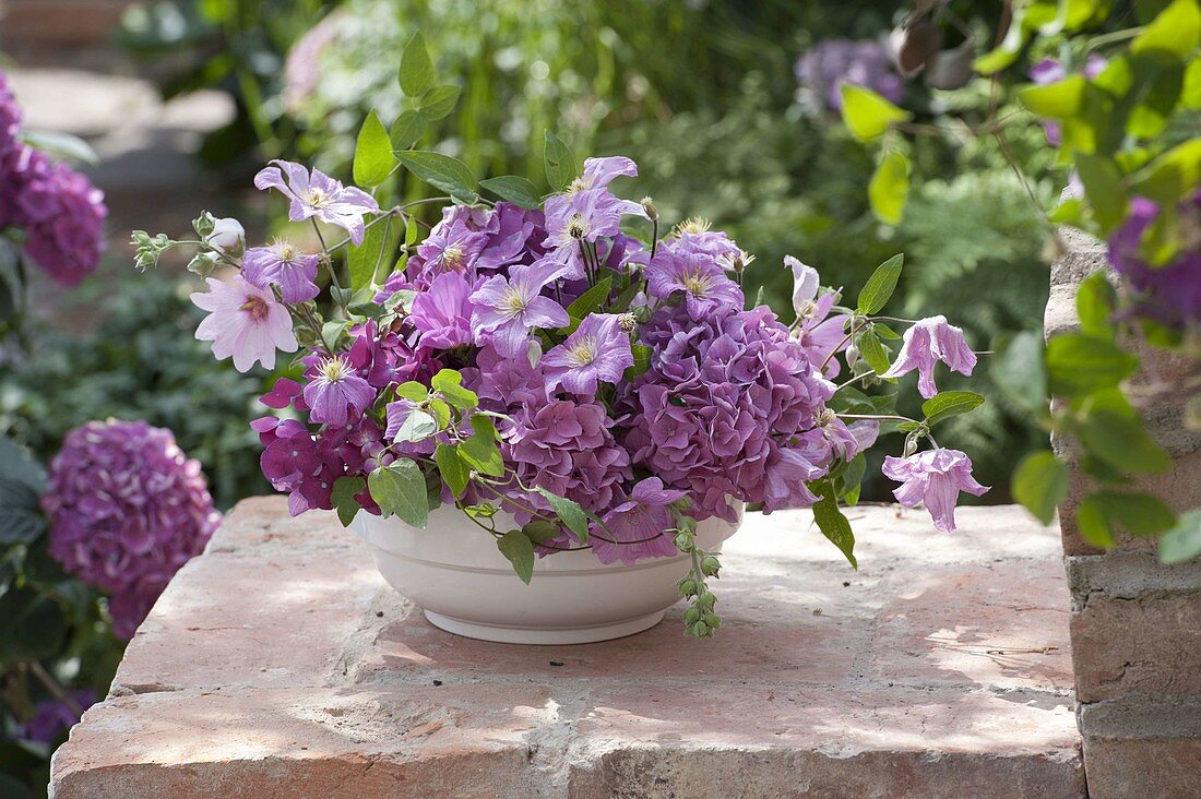 Schale mit Hydrangea (Hortensien), Clematis (Waldrebe) und Lavatera