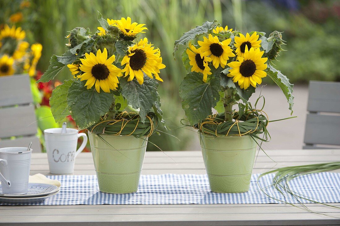 Helianthus (mini sunflowers) in green pots as table decoration