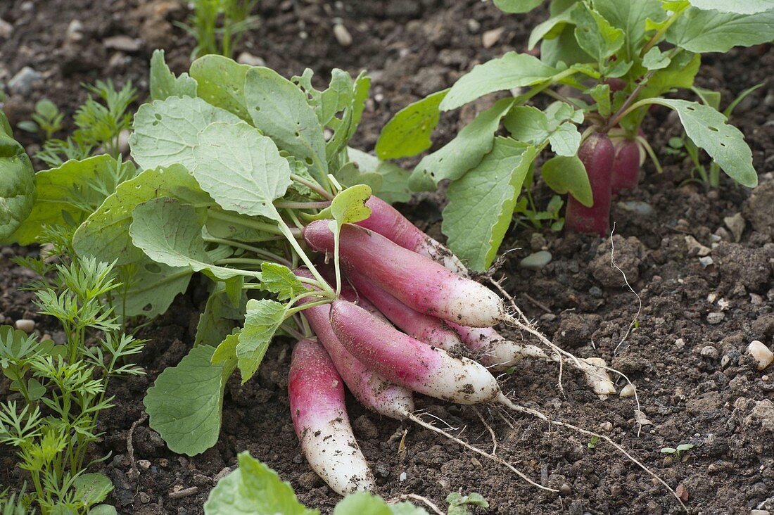 Harvesting radishes 'French Breakfast' in the organic garden