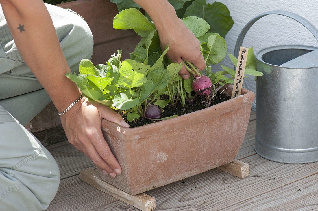 Harvesting radish 'Plum Purple' in a terracotta box