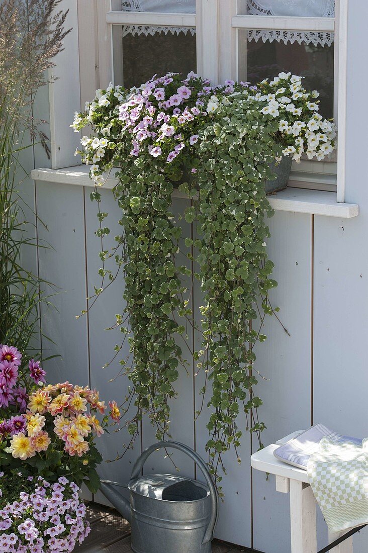 Balcony box in front of the window: Glechoma hederacea 'Variegata'