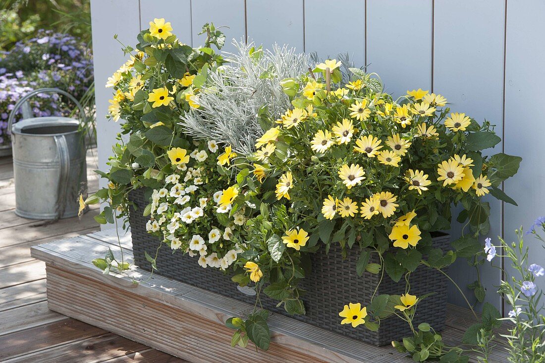 Gelb bepflanzter Lechuza-Kasten mit Currykraut (Helichrysum italicum)