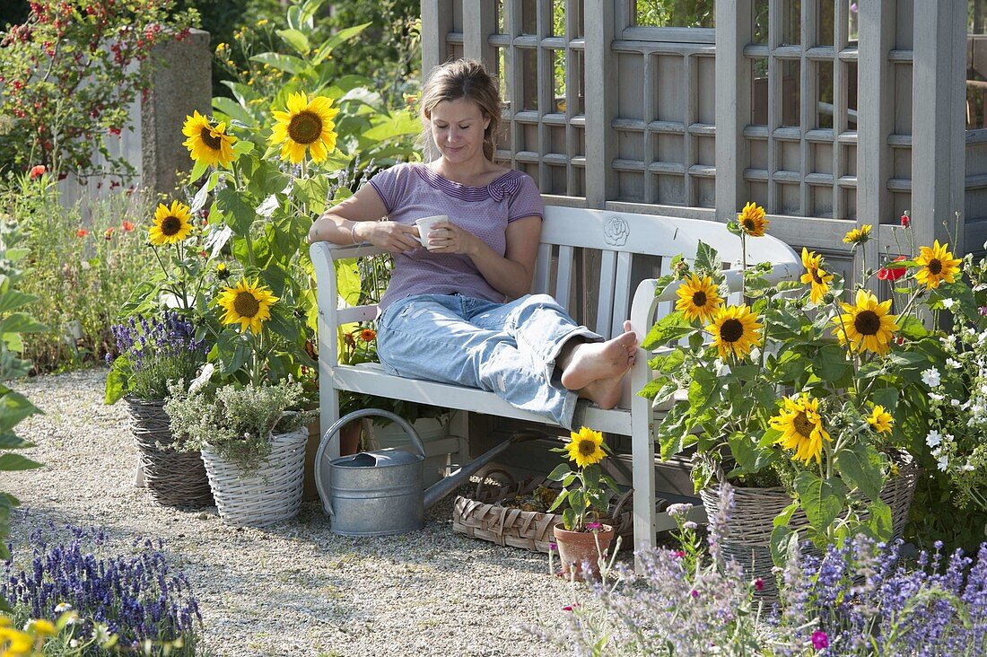 Bank zwischen Sonnenblumen am Gartenhaus