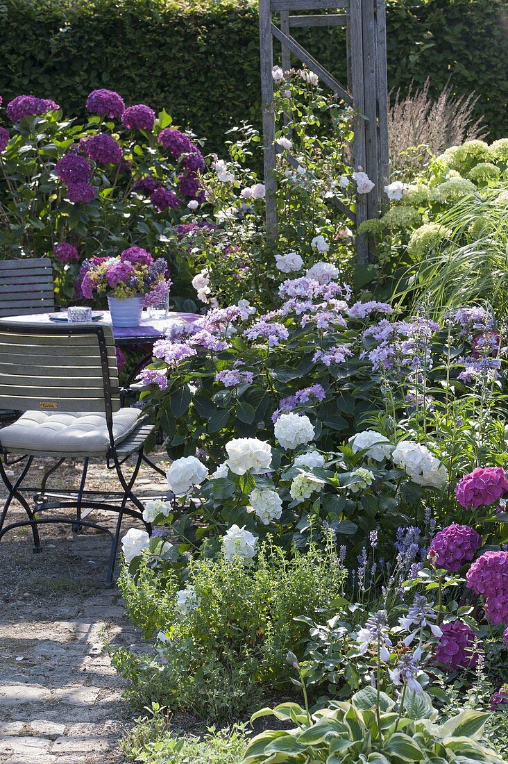 Sitzplatz im Schattengarten zwischen Hydrangea (Hortensien), Rosa (Rose)