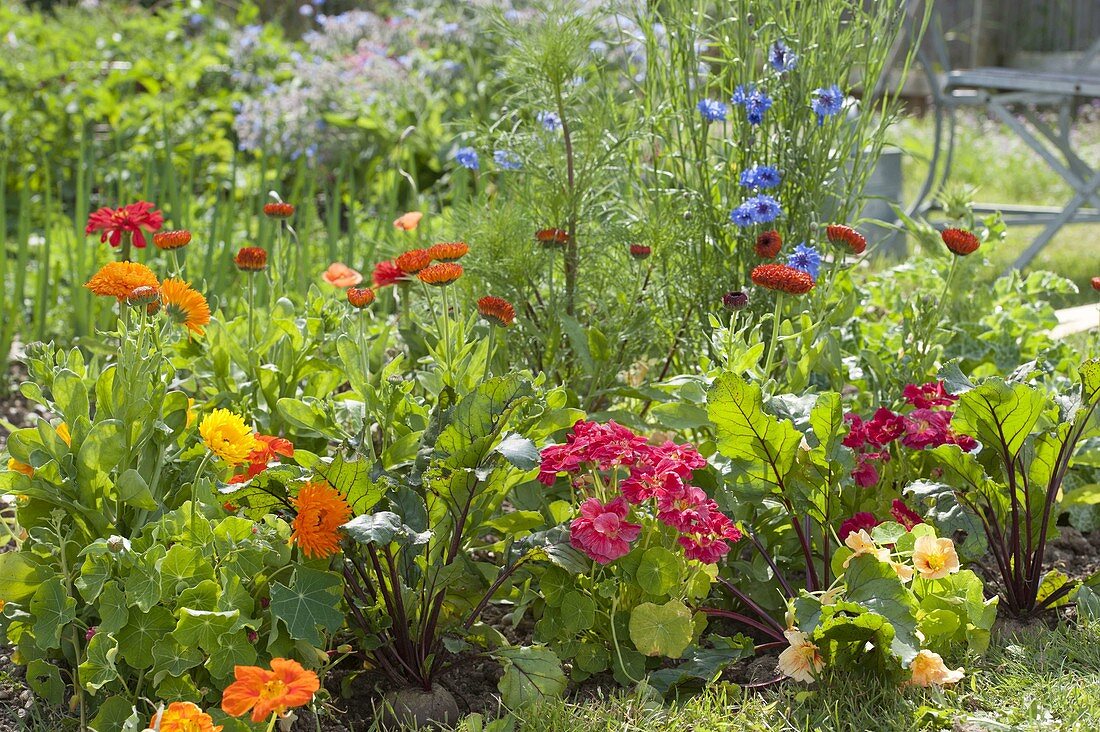 Mixed culture in the organic garden with summer flowers and vegetables