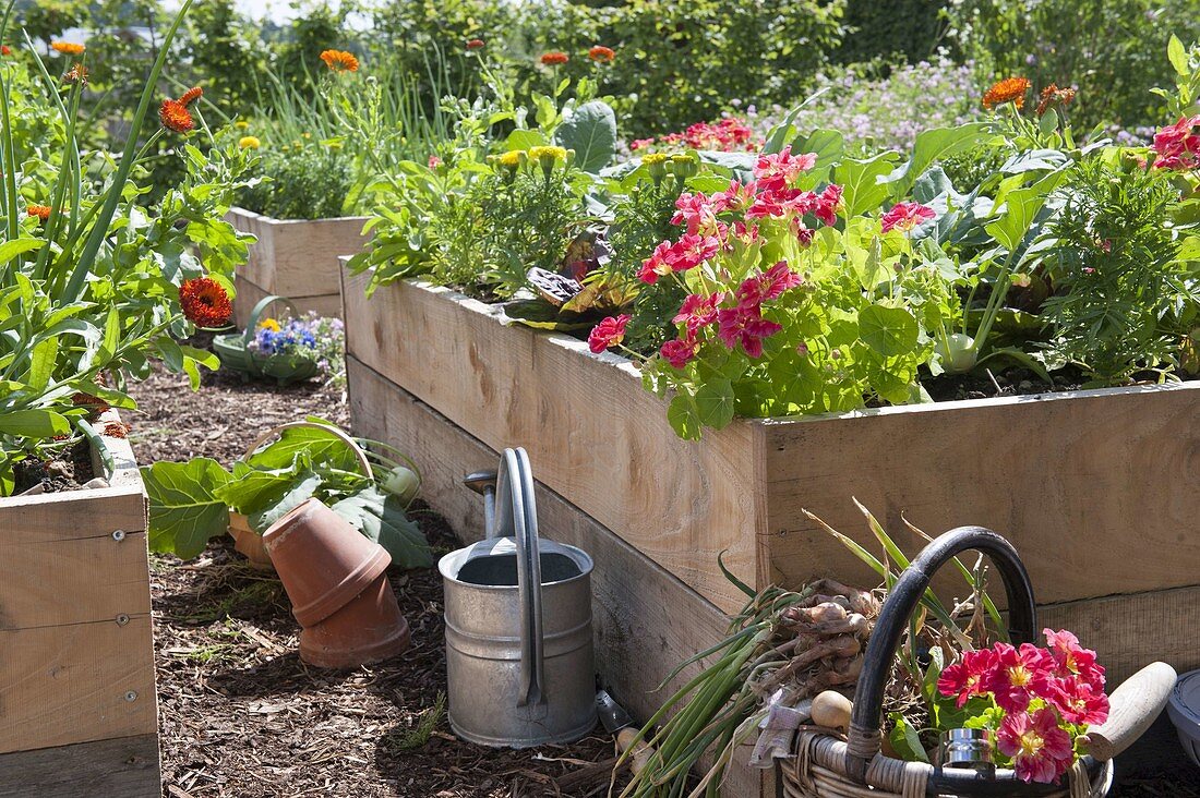 Farm garden in self-made raised beds made of boards