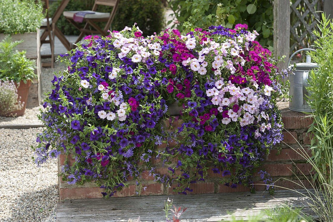 Weihenstephan box with Petunia calibrachoa Supercal 'Trio Mio'