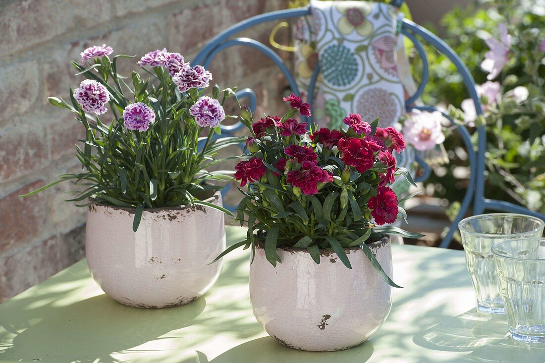 Dianthus caryophyllus 'Odessa Purple', 'Etincelant' (Carnation)