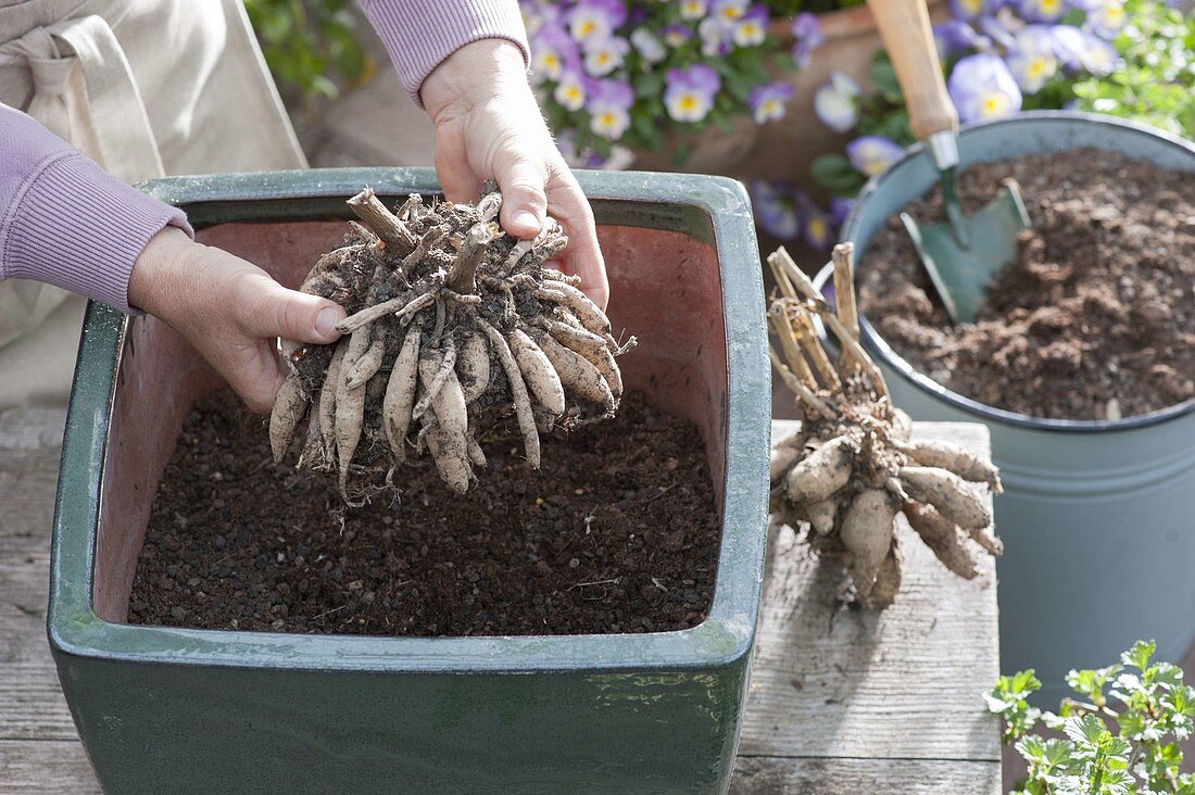 Planting Dahlia (Dahlia) in large containers in May